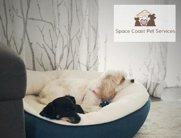 Two dogs in a dog bed with the logo for melanie haynes pet care